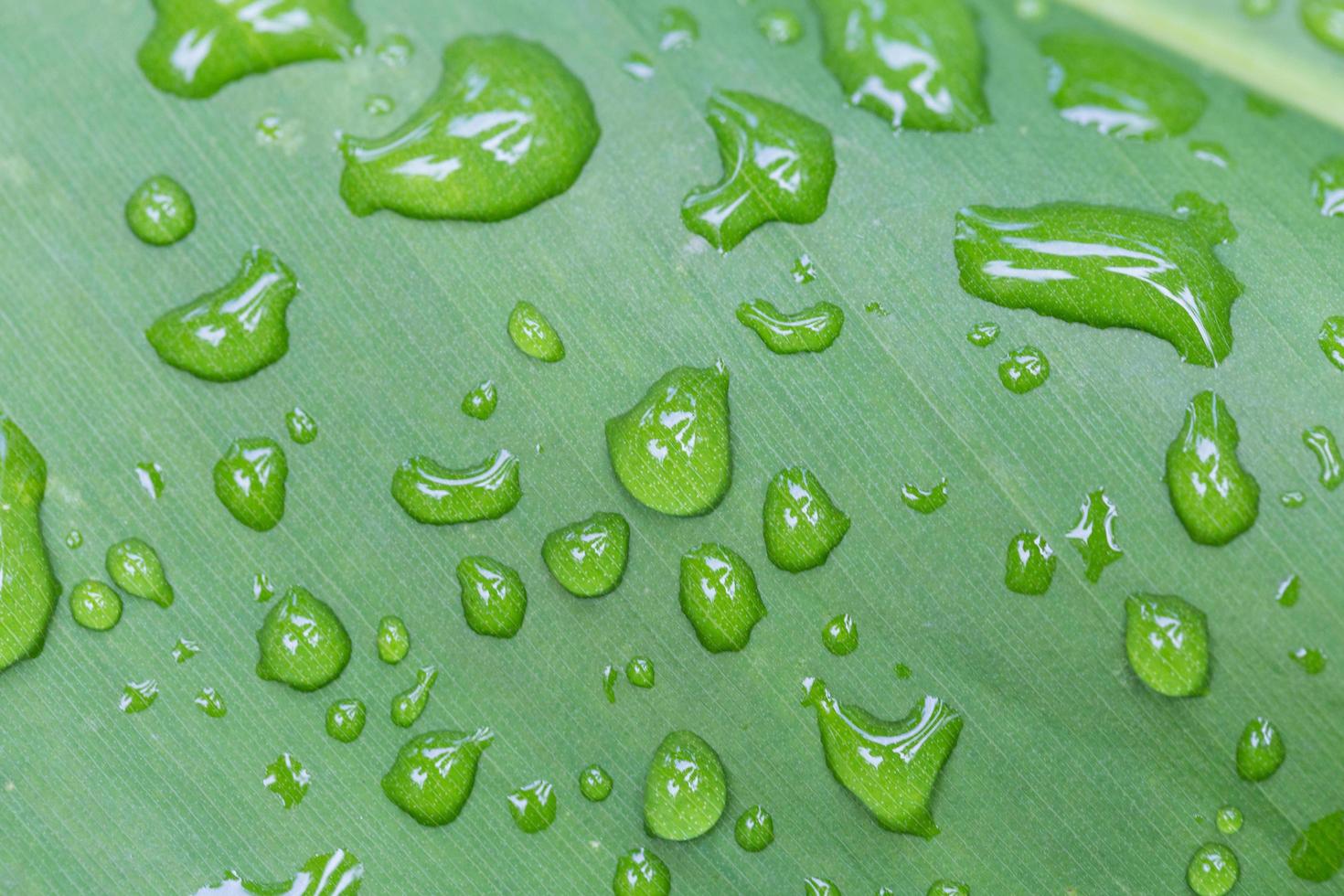 druppels op een blad foto