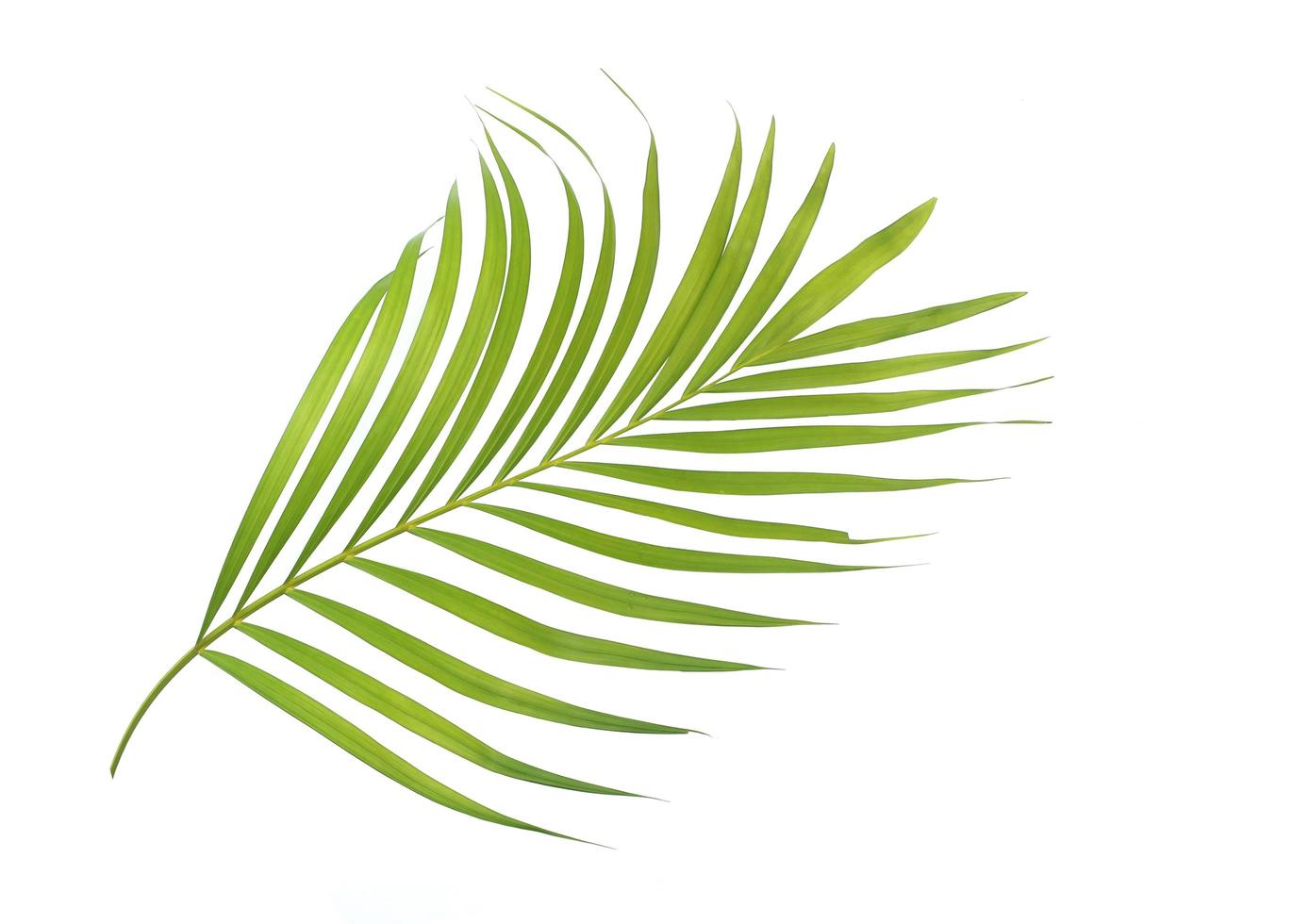 palmblad geïsoleerd op een wit oppervlak foto