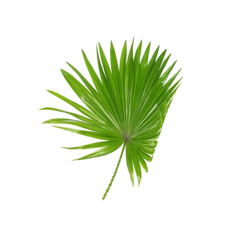 tropisch groen palmblad foto