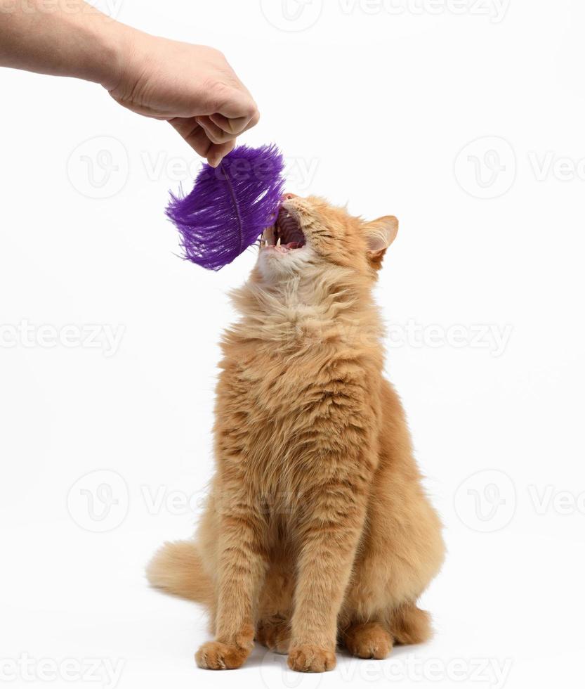 volwassen gember pluizig kat Toneelstukken met een Purper veer Aan een wit achtergrond, grappig foto