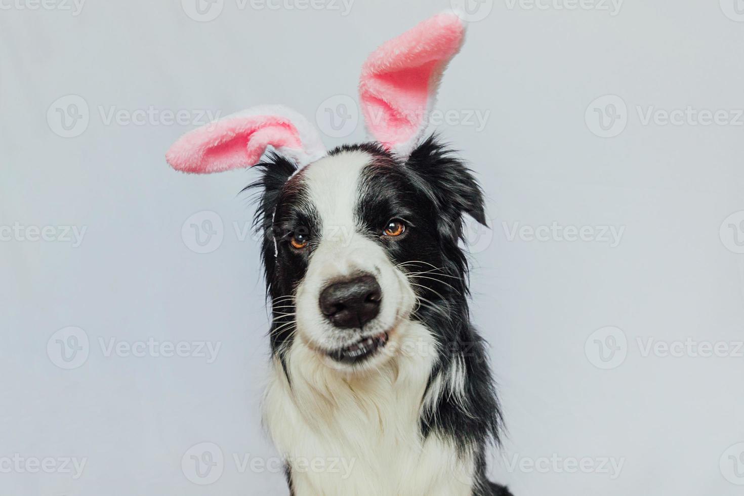 gelukkig Pasen-concept. voorbereiding op vakantie. leuke grappige puppy hond border collie dragen paashaas oren geïsoleerd op een witte achtergrond. lente wenskaart. foto