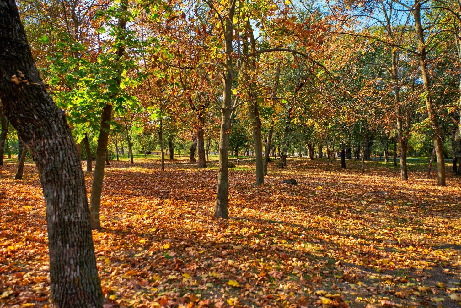 herfst stad park met bomen en droog geel bladeren foto