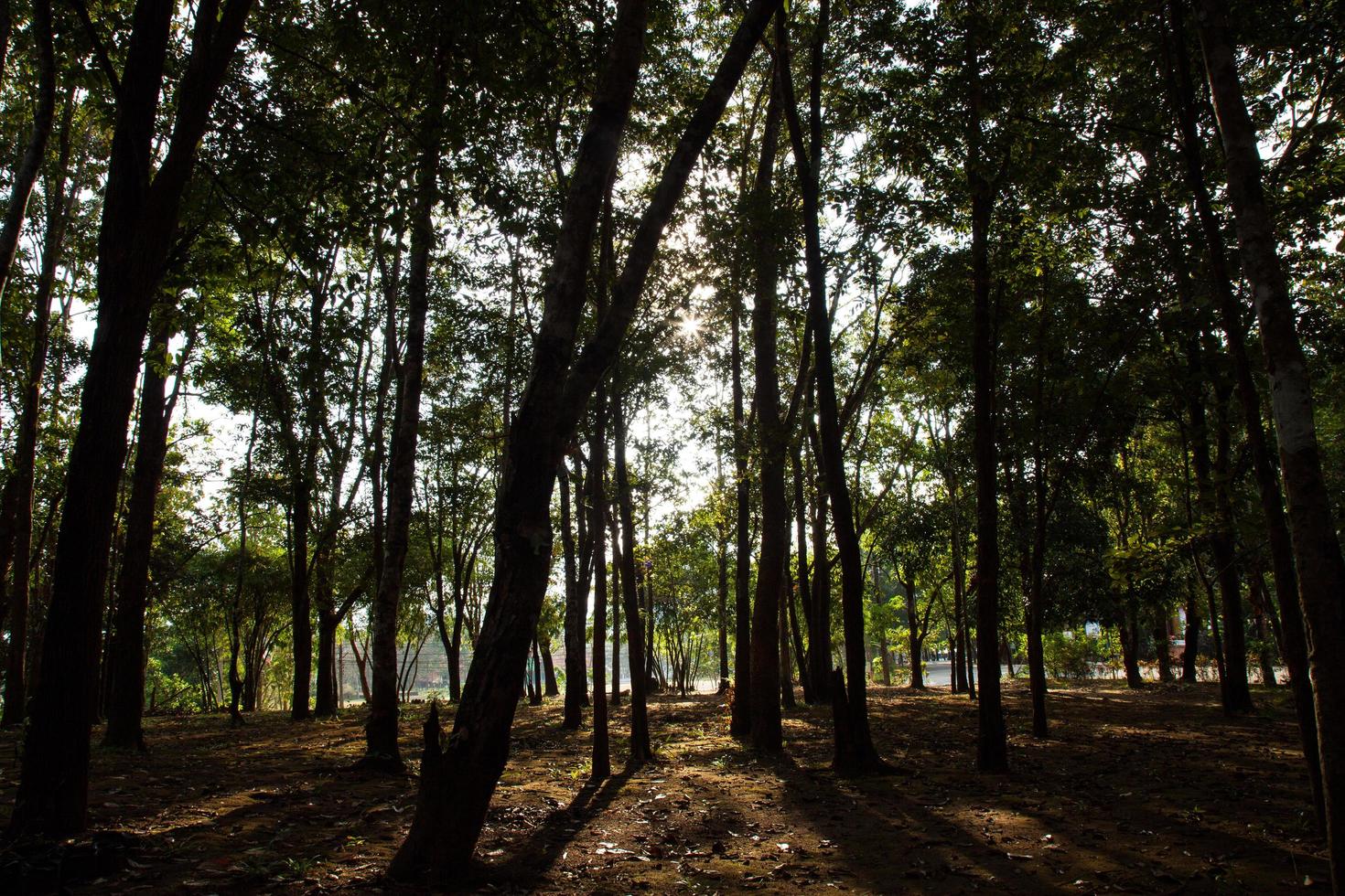 bomen op een heuvel foto