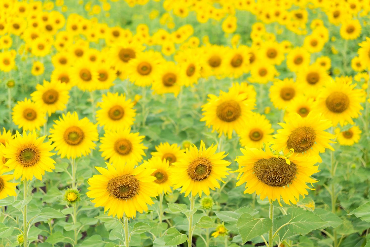 zonnebloemen op het veld foto