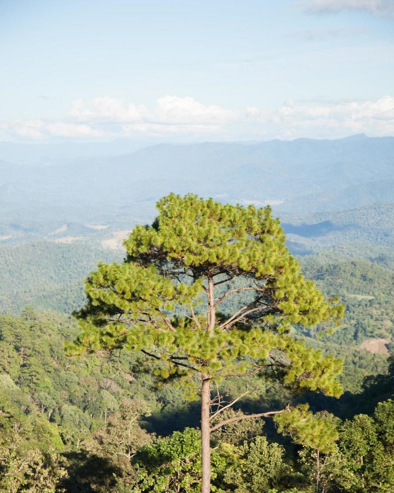 hoge bomen groeien op de top van de berg foto