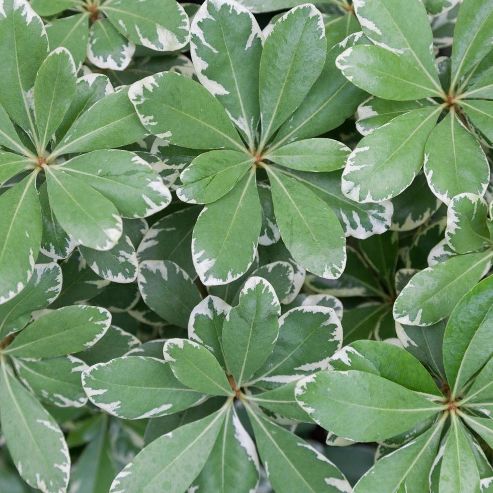 groen blad met witte strepen foto