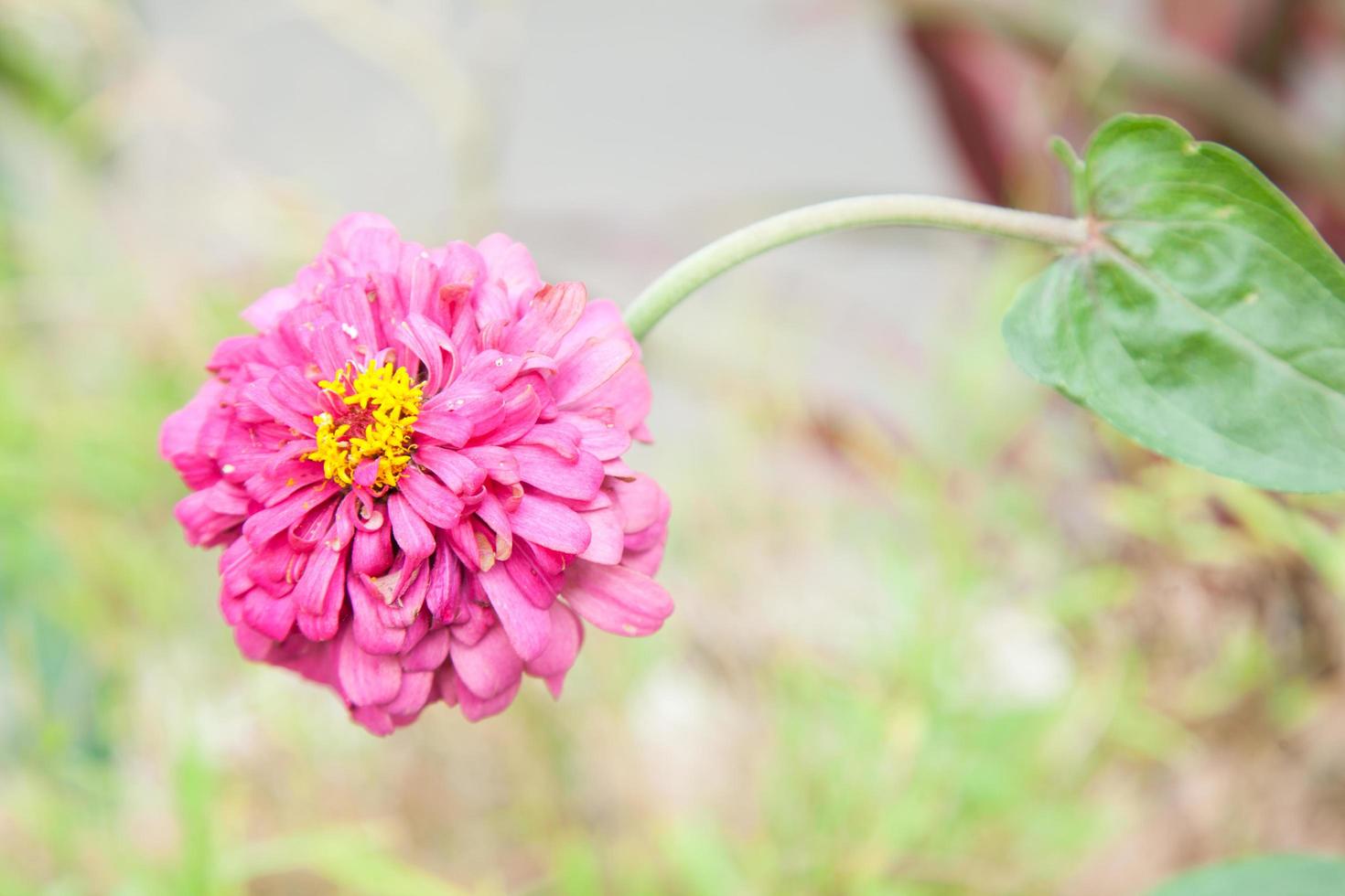 roze bloem in het park foto