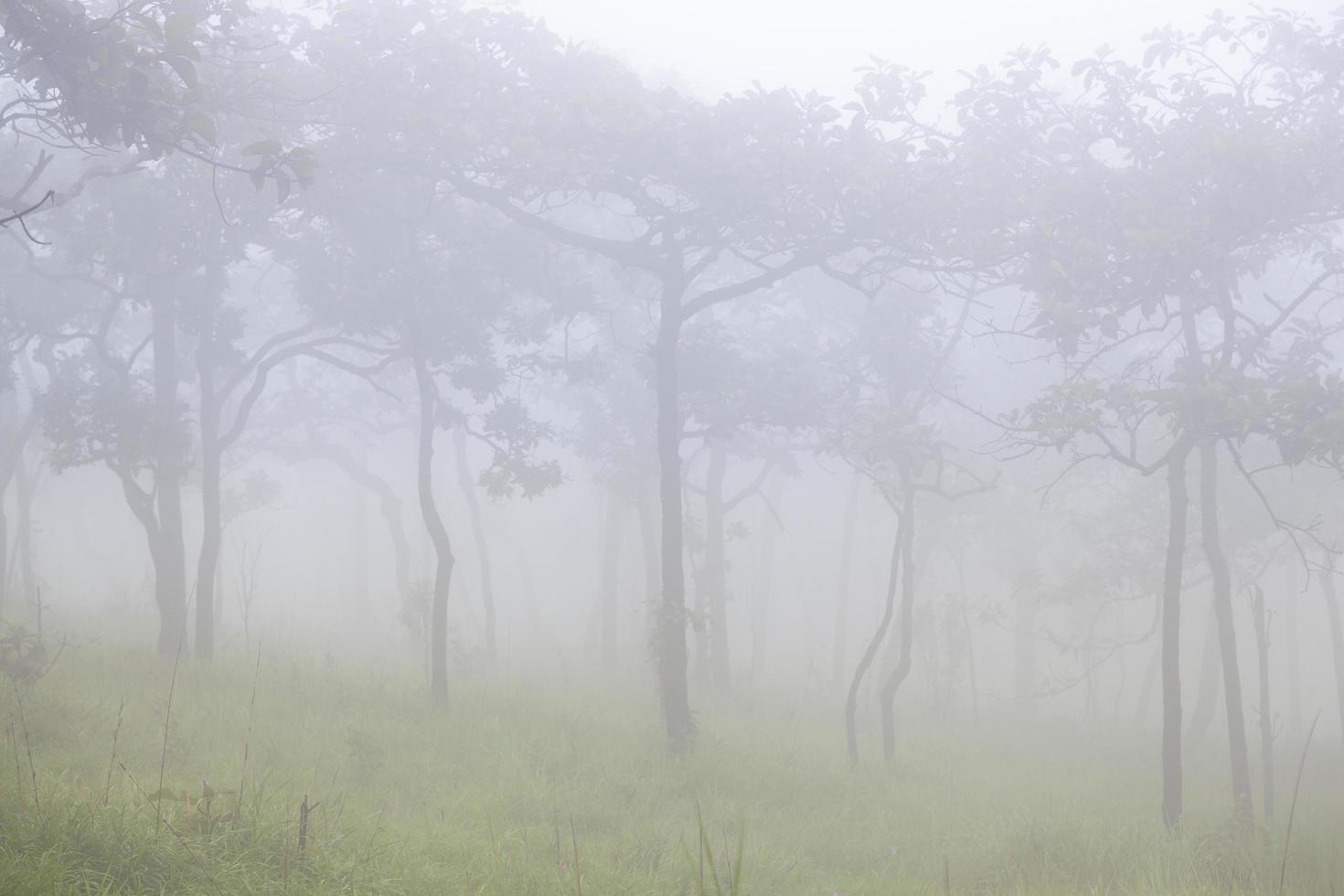 mist op de berg in de ochtend foto