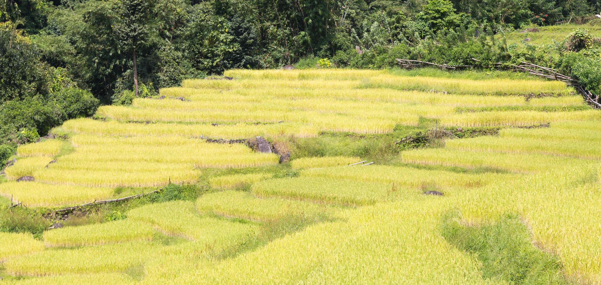rijstboerderij op de berg in thailand foto