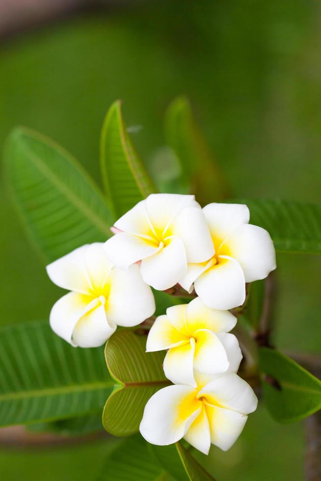 witte bloemen op een boom foto