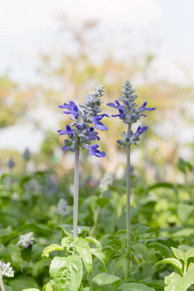 lavendelbloemen op het veld foto