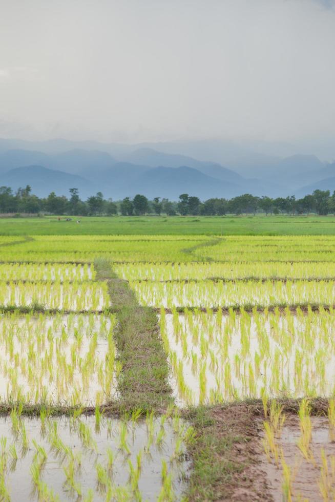 rijstboerderij in thailand foto