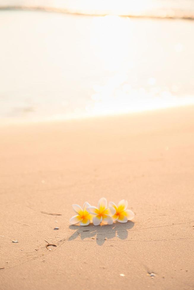 bloem op het zand op het strand foto