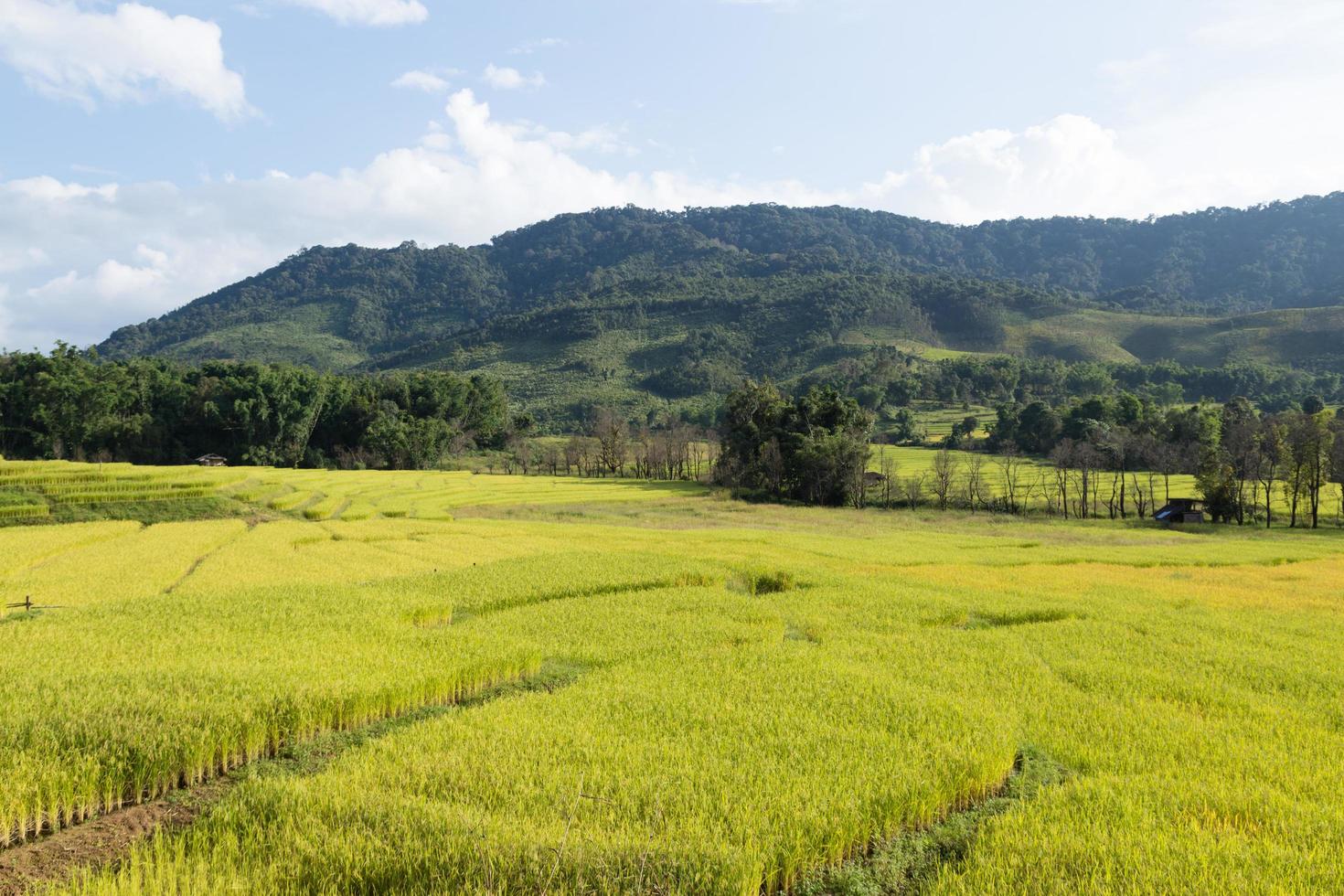 rijstboerderij op de berg in thailand foto