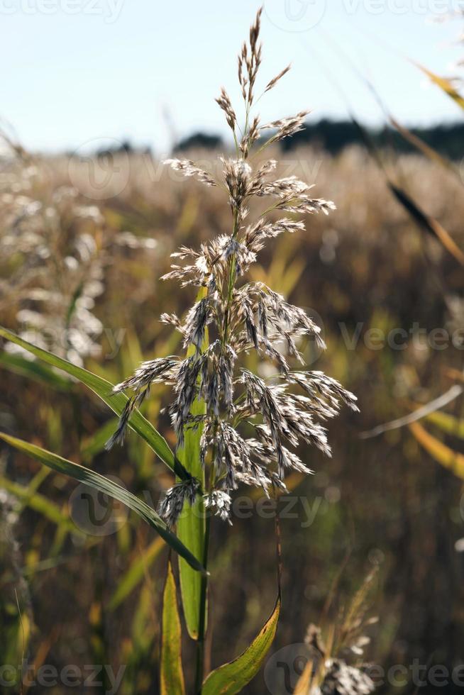 droog stengels van riet Bij de vijver zwaaien in de wind Aan een herfst dag foto