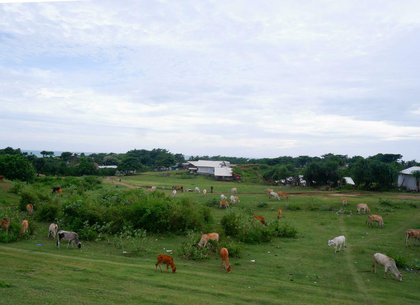 een groep van koeien aan het eten Aan de groen weiland , groen landschap, groen velden, grazen koeien foto