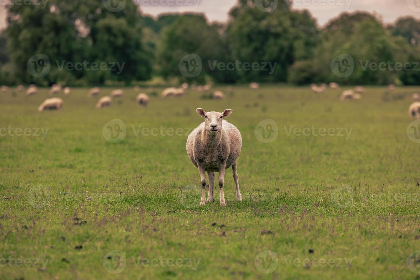 schapen in de platteland in de oud landelijk stad- van lacock, Engeland. foto