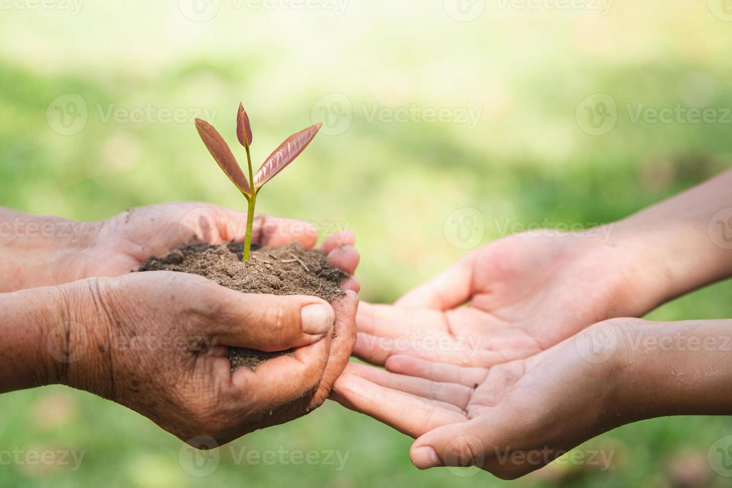 milieu aarde dag, handen van oud Dames en jong Dames Holding boom Aan natuur veld- gras, Woud behoud, ecologisch concept foto