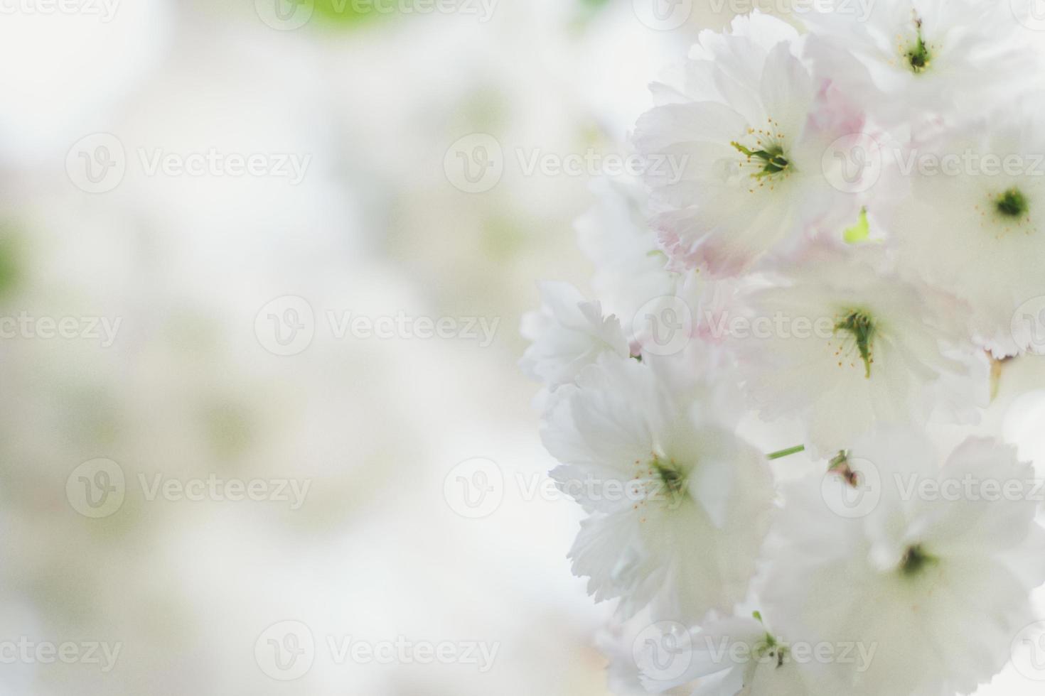 dichtbij omhoog teder besneeuwd wit bloemen concept foto