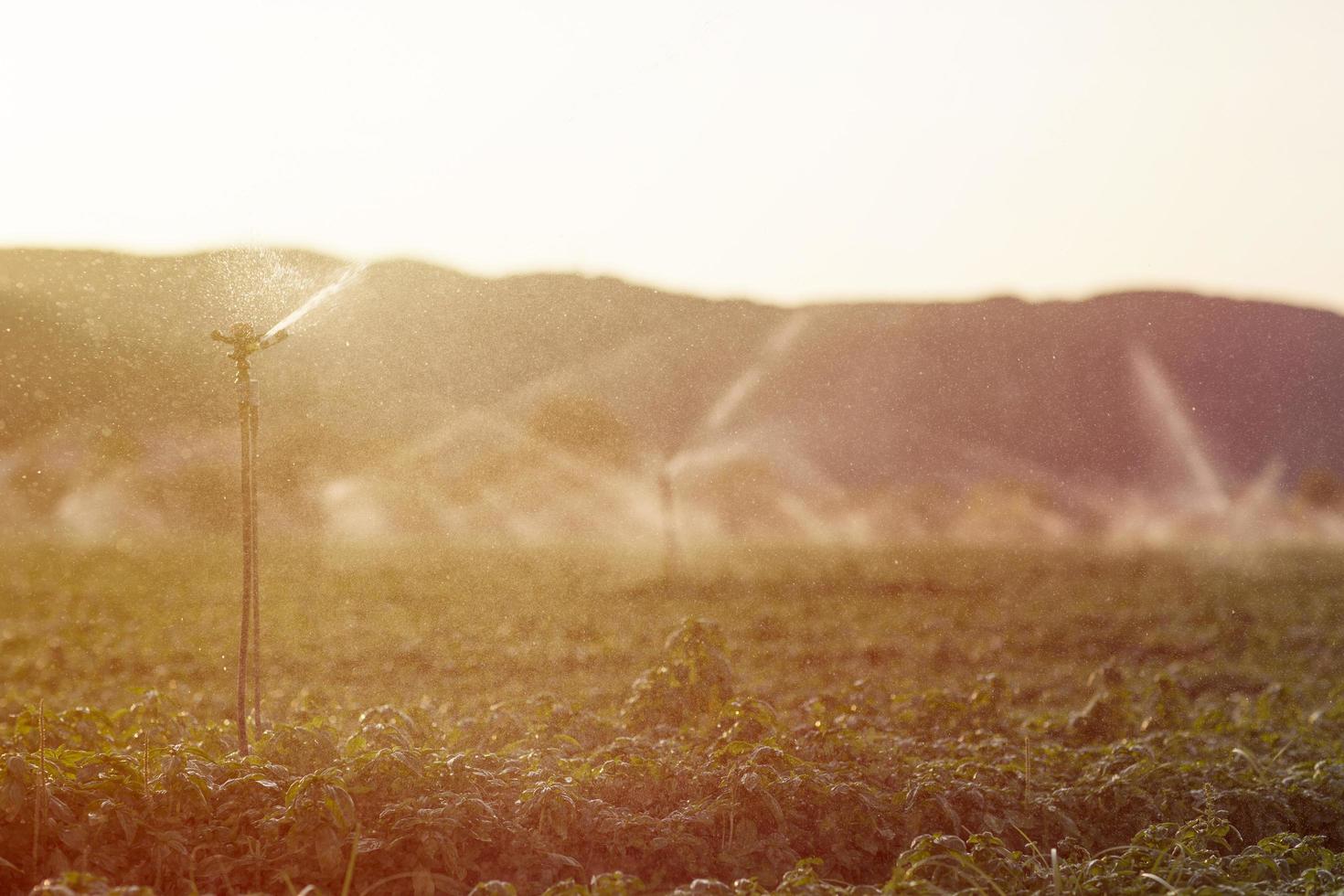 irrigatie sprinkler in een basilicum veld bij zonsondergang foto