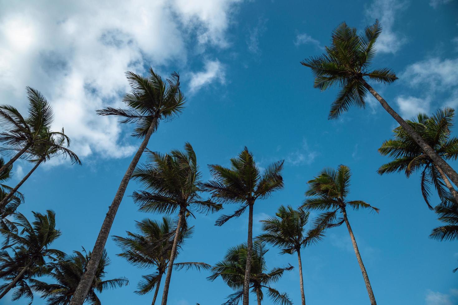 palmbomen met bewolkte blauwe hemel foto