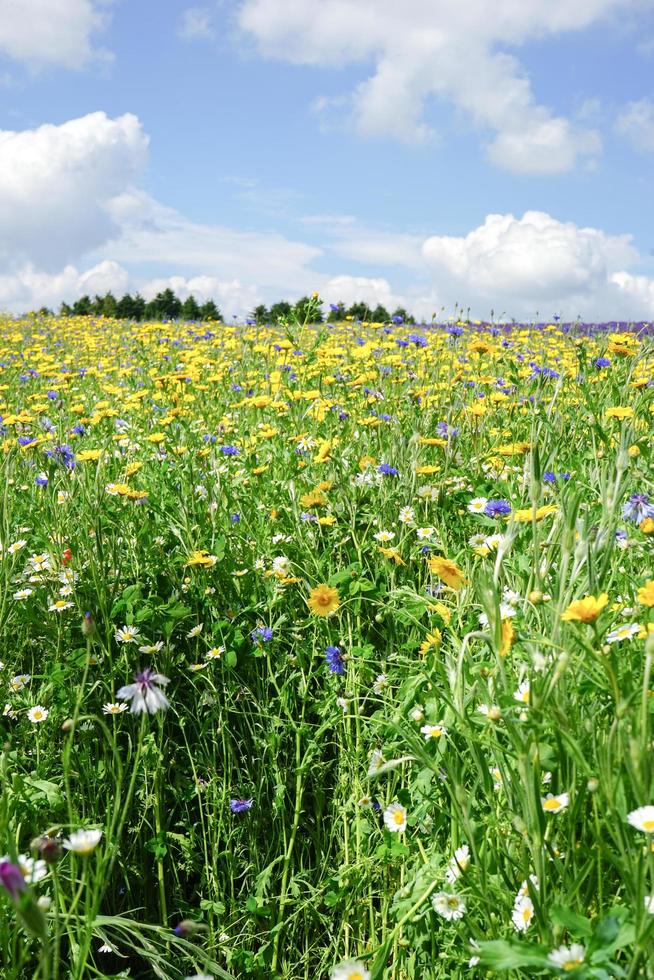 bloemen bloeien onder de hemel foto