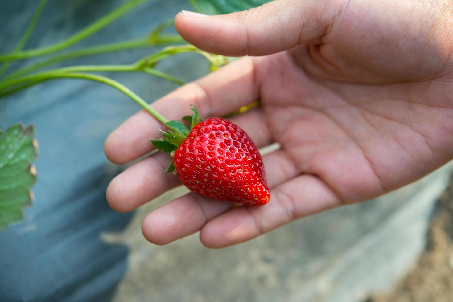 verse aardbeien, met de hand geplukt van een aardbeienboerderij foto