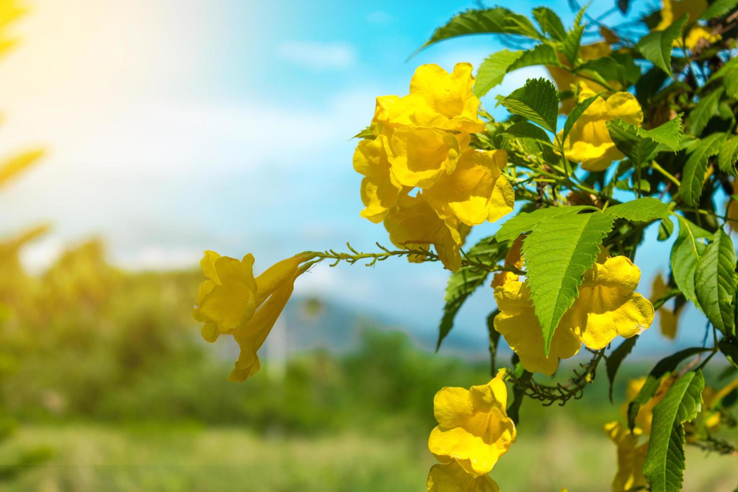 gele bloemen in tuin met blauwe hemel foto