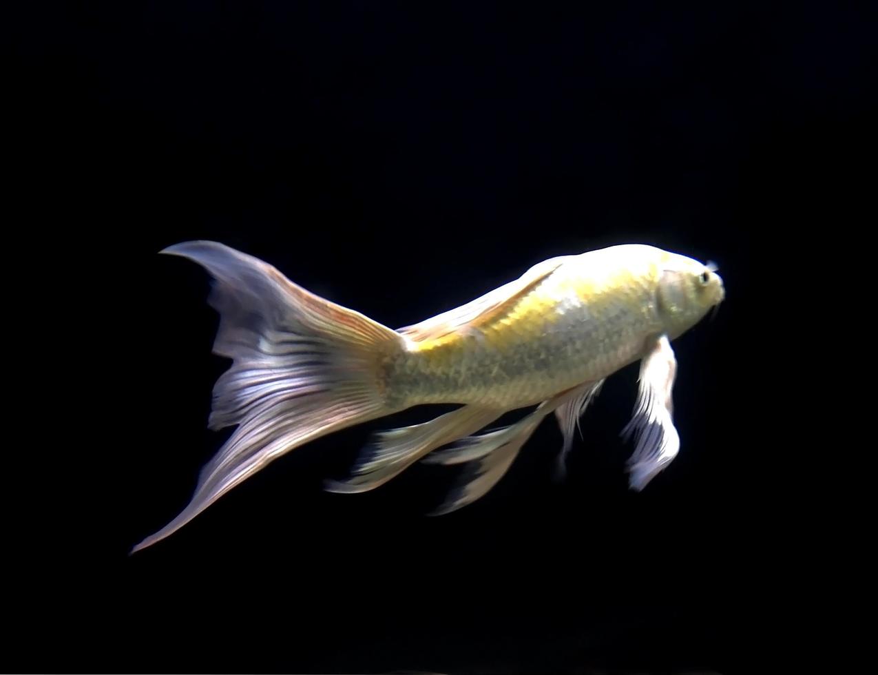 gele vis in aquarium foto