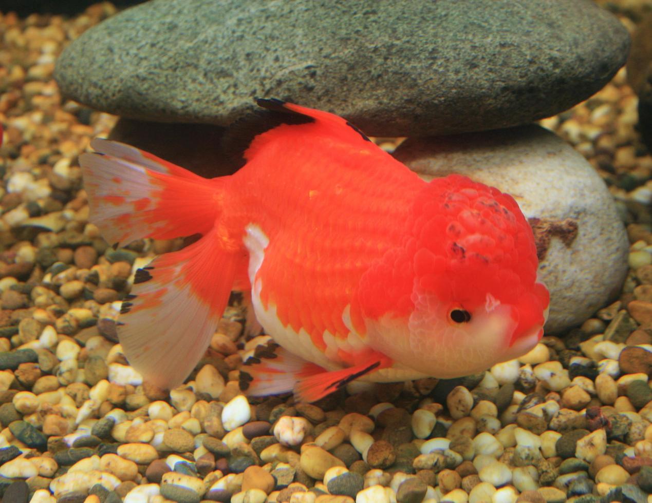 oranje en witte goudvis foto