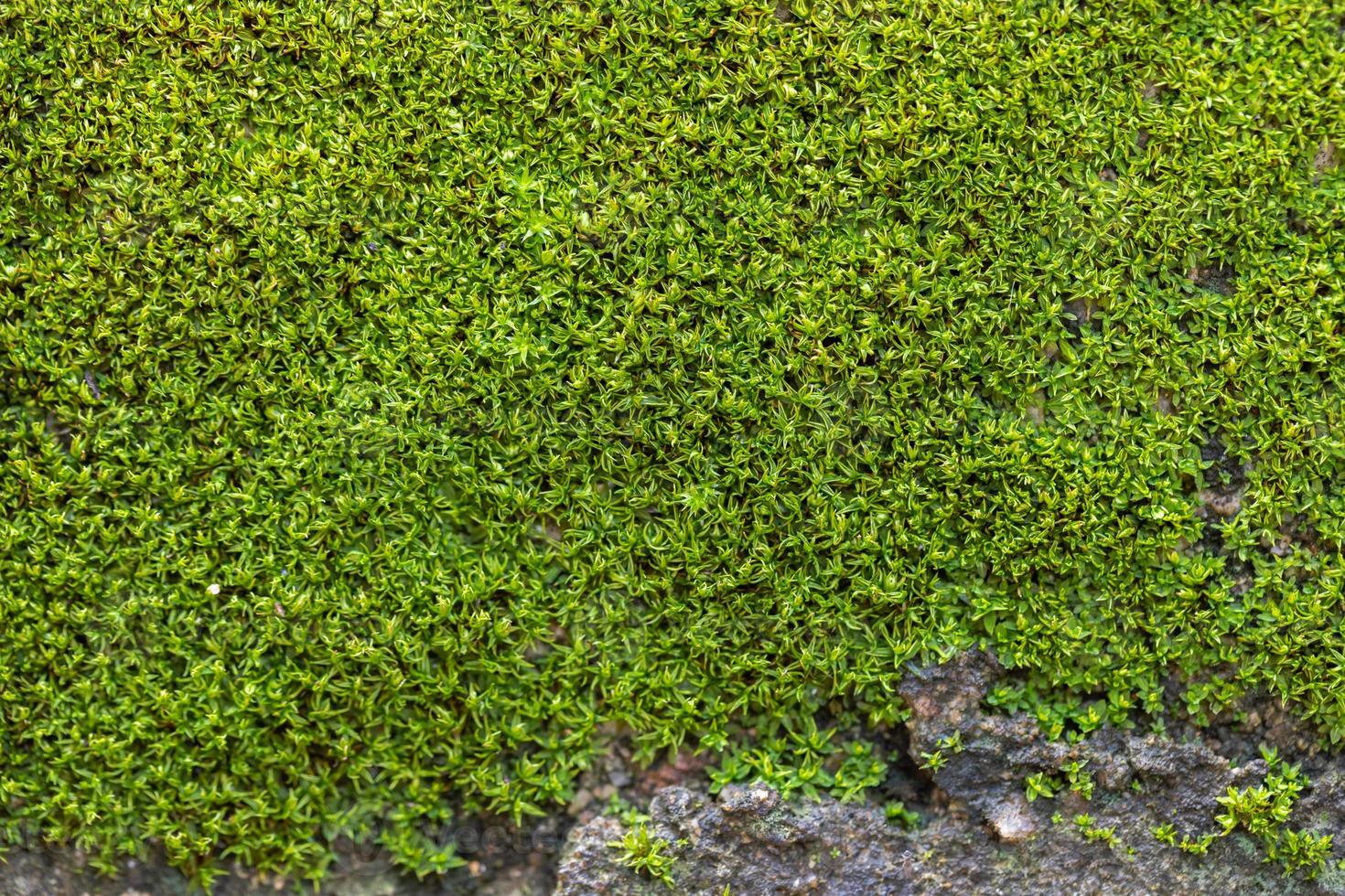 gegroefd groen mos achtergrond in natuur foto
