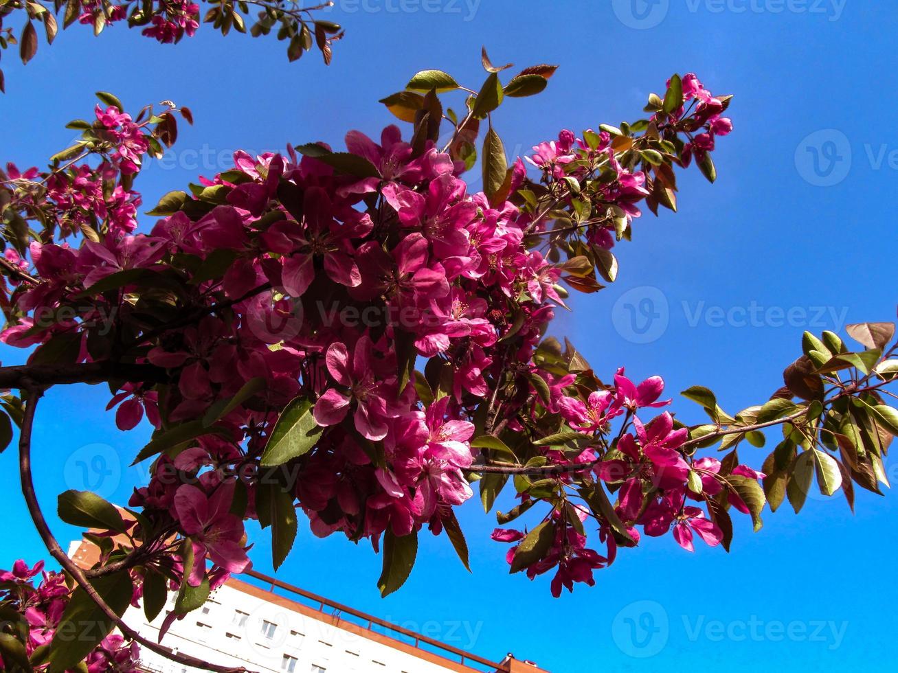 bloeiend voorjaar Afdeling van appel boom foto