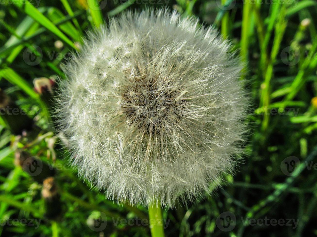 bloeiend paardebloem detailopname. gras achtergrond foto