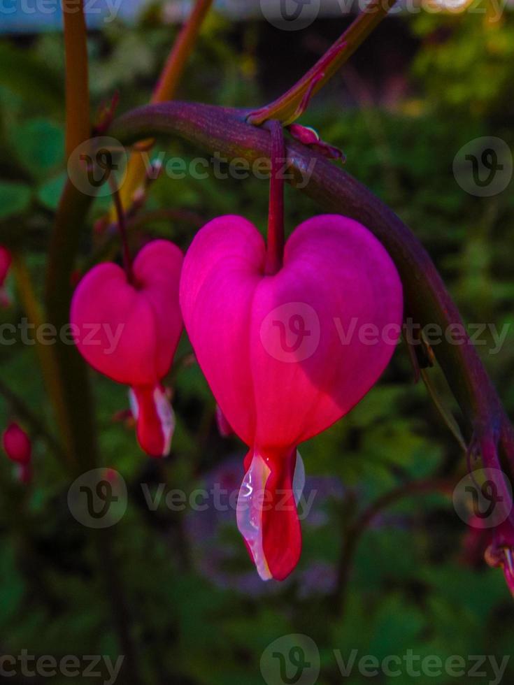 voorjaar bloemen van een bloeden hart plant-dicentra spectabilis foto