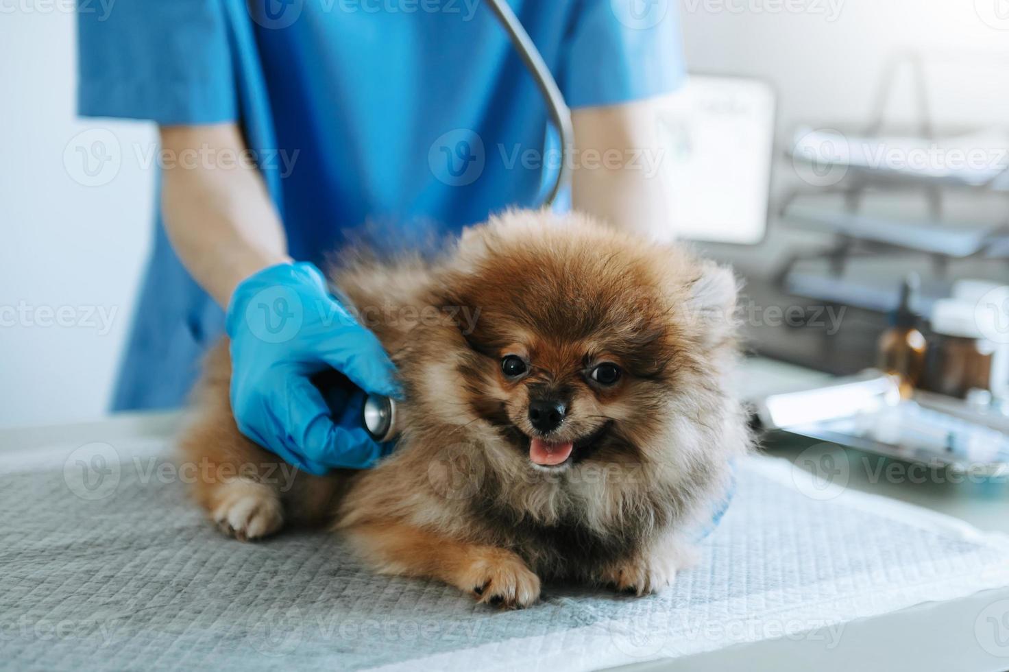 dierenarts dokter en pommeren puppy Bij veterinair ambulance. in veterinair kliniek foto