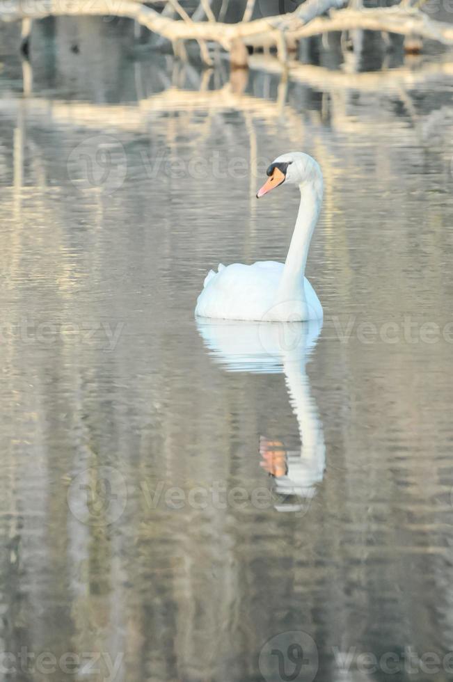 zwaan op het meer foto