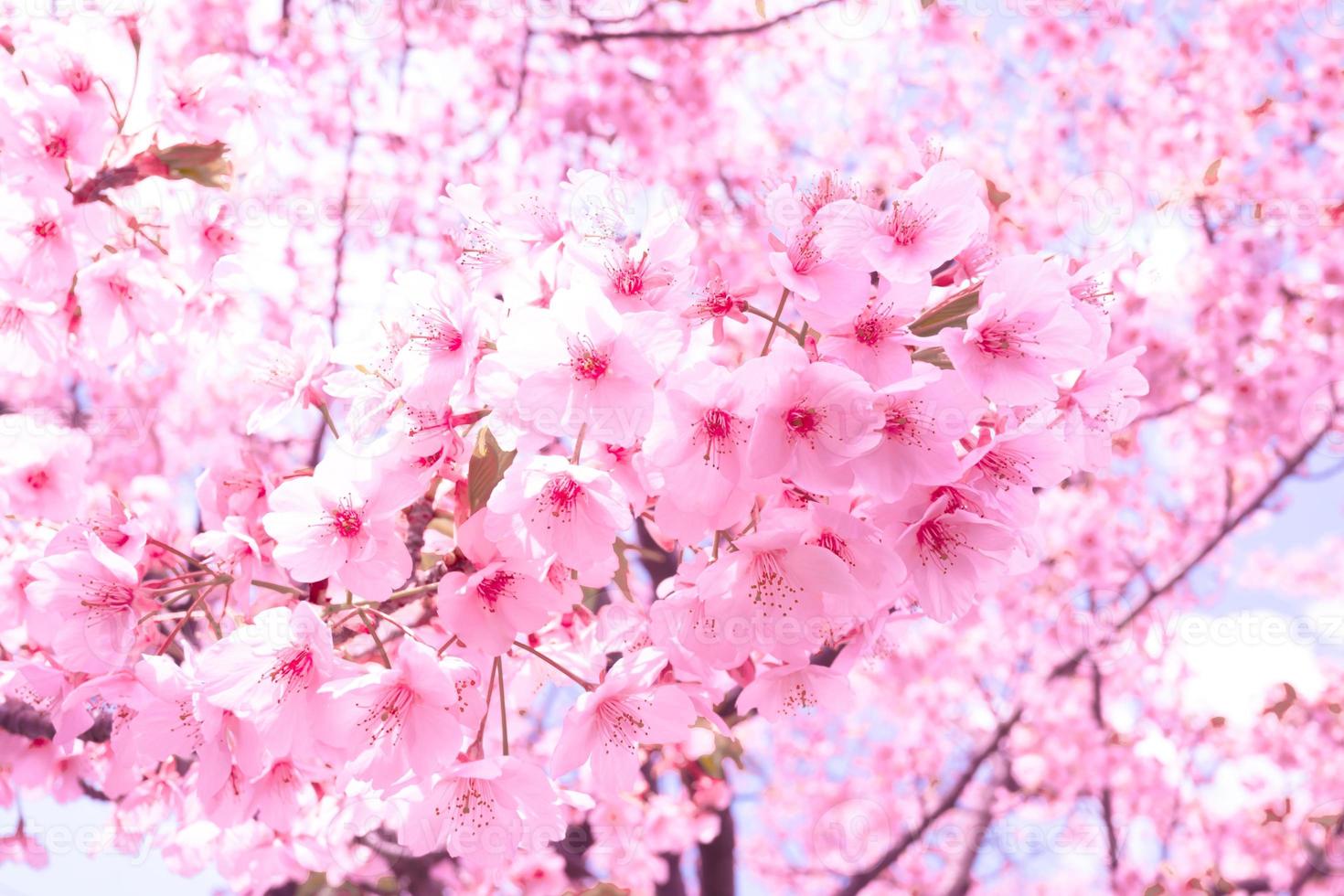 zacht focus, kers bloesem of sakura bloem Aan natuur vervagen achtergrond in de ochtend- een voorjaar dag foto