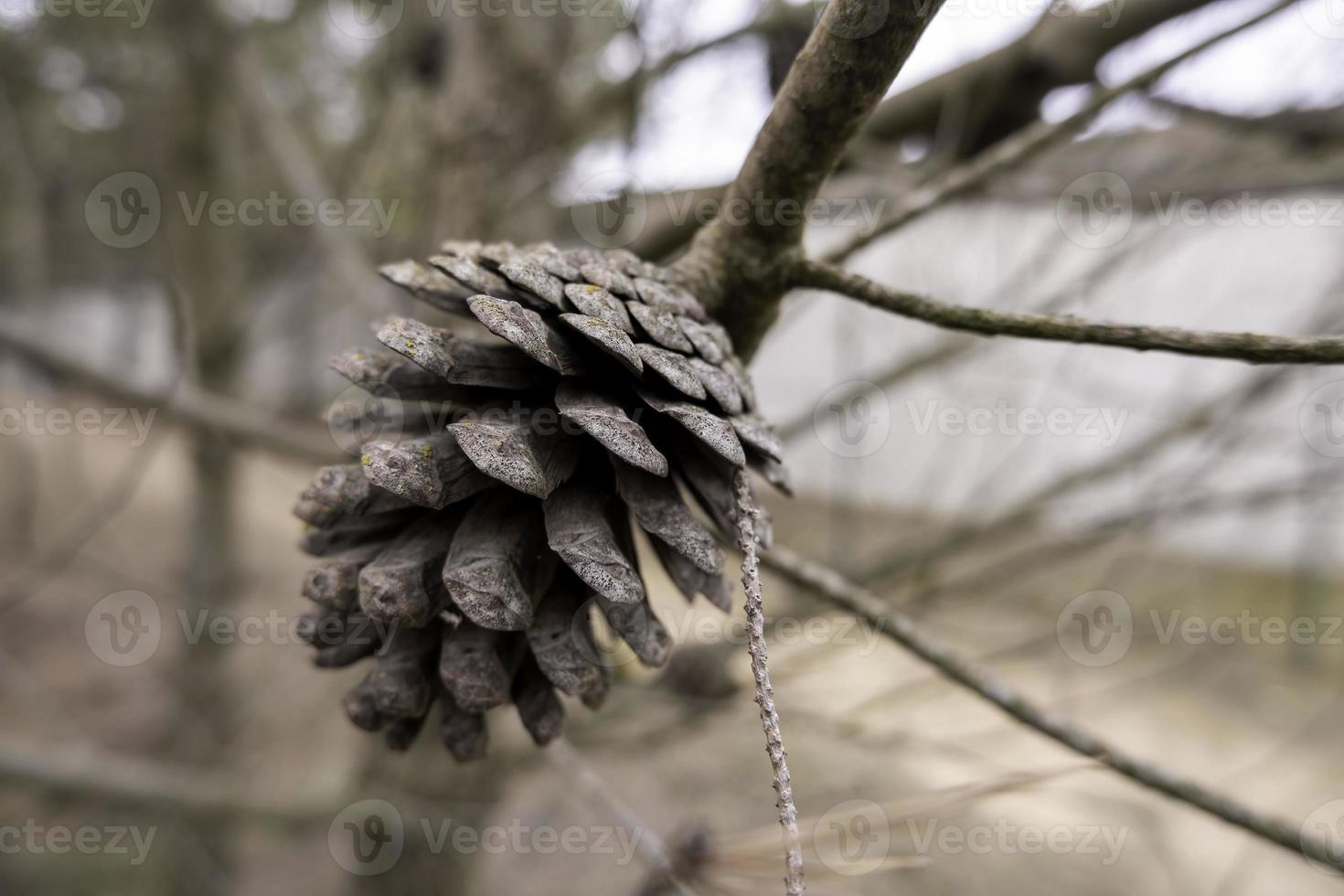 droog pijnboom ijshoorntje foto