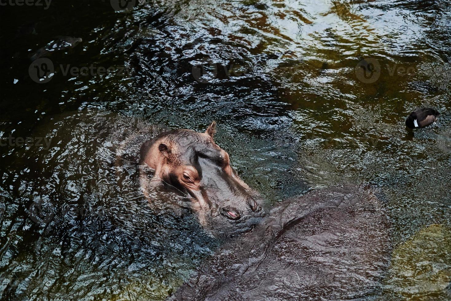 nijlpaard in het water foto