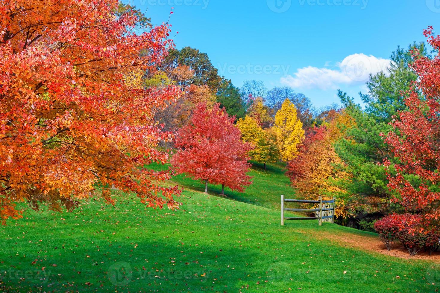 kleurrijke herfstbladeren groen, geel, oranje, rood foto