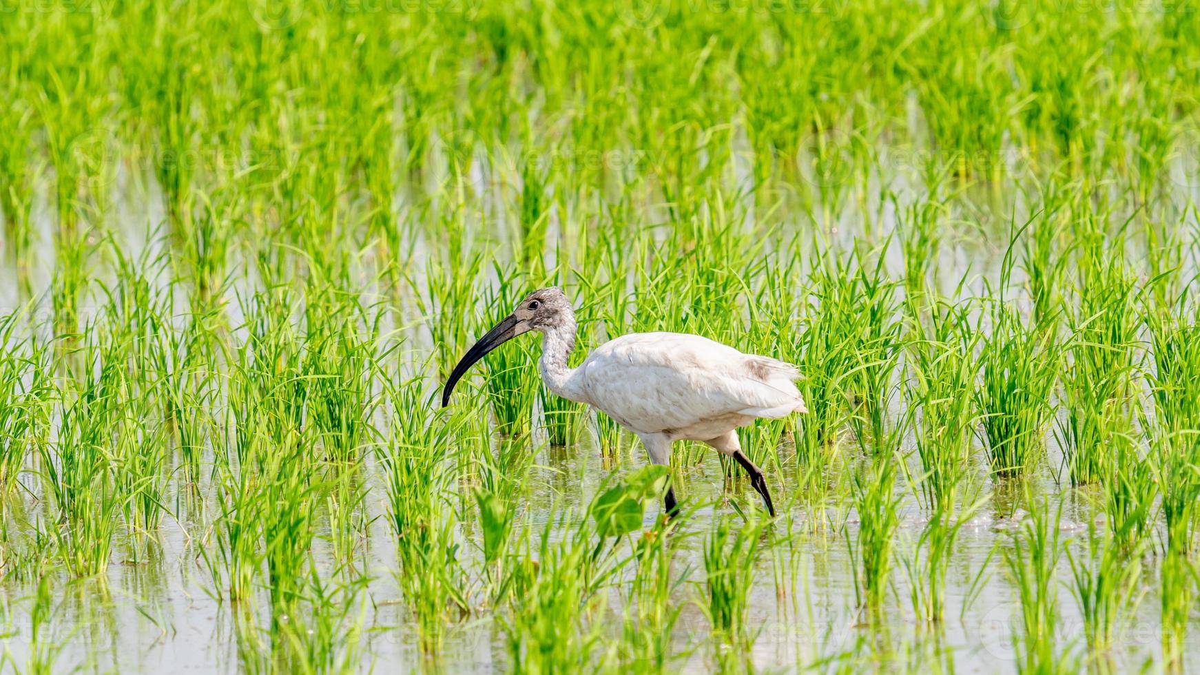 zwartharig ibis wandelen Aan de veld- foto