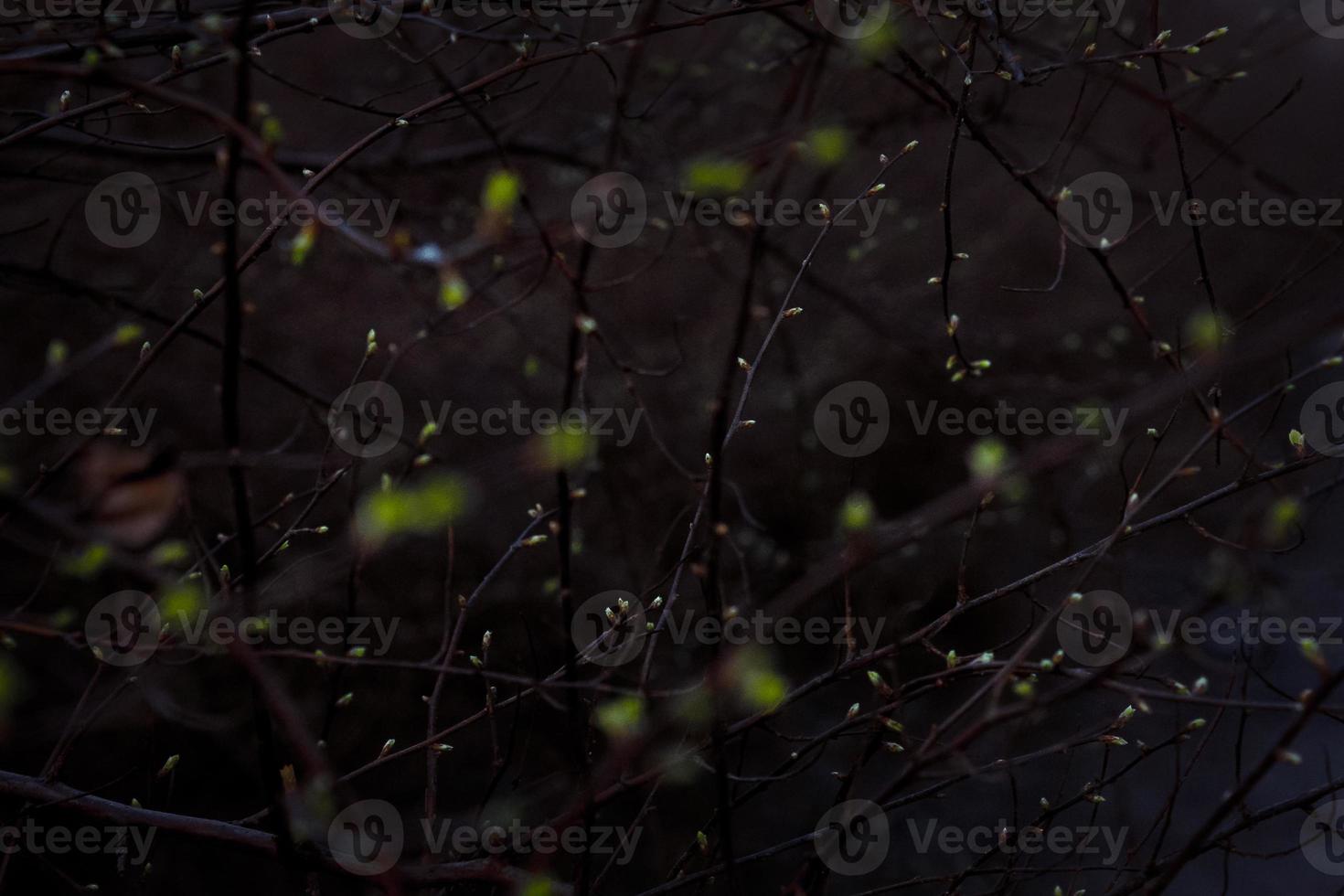 dichtbij omhoog twijgen met klein blad bloemknoppen in donker concept foto
