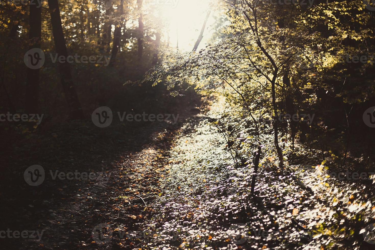 zonlicht verhelderend dicht Woud landschap foto