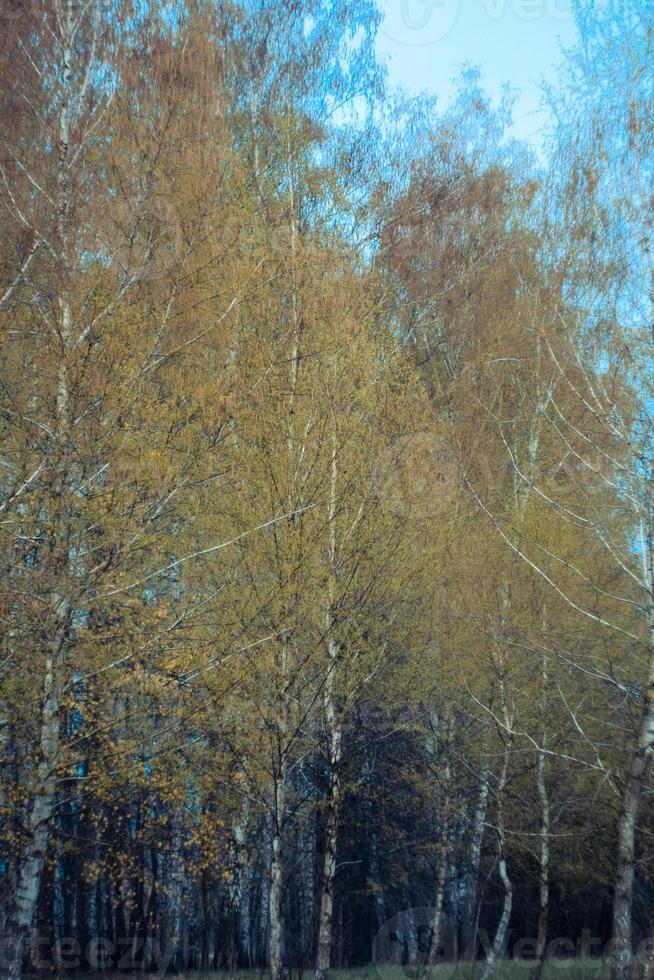 berk bomen in vallen landschap foto