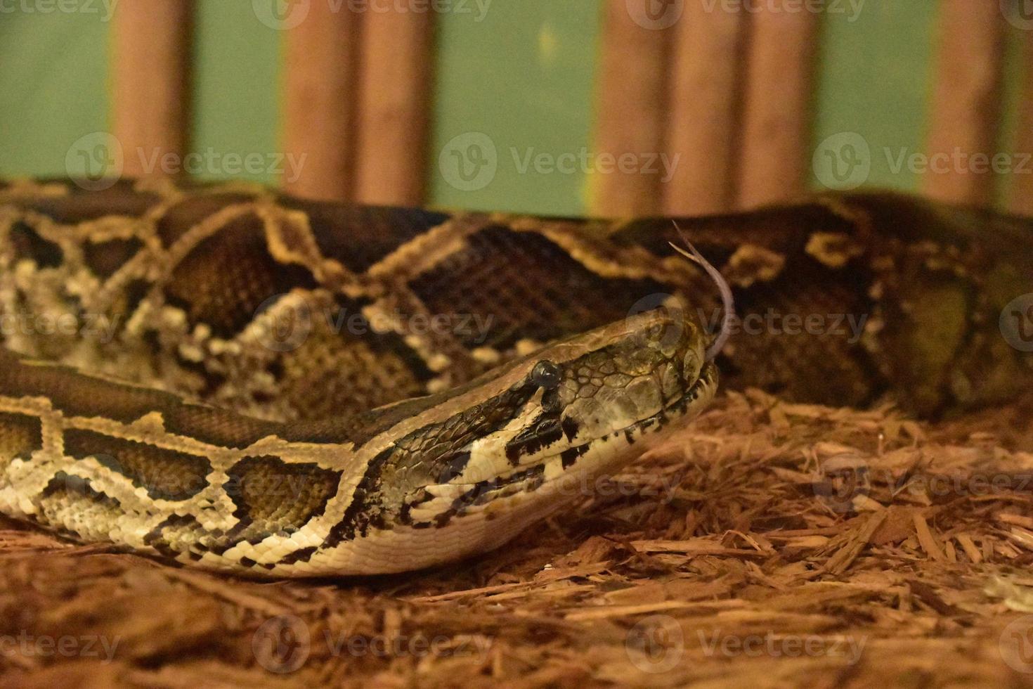 Birmees Python slang plakken zijn tong uit foto