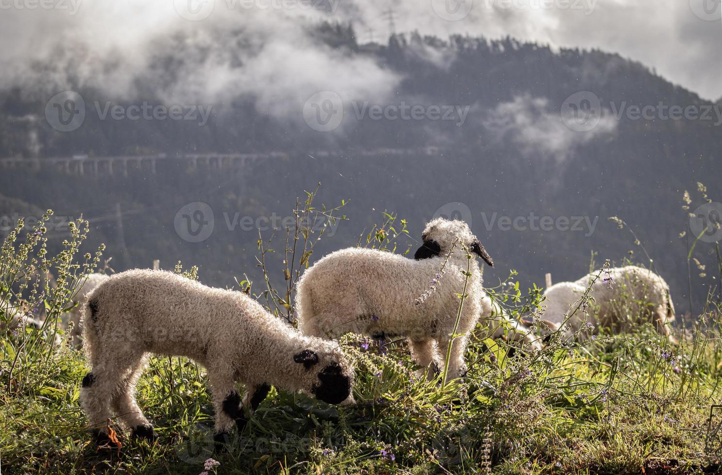 zwartneusschaap schaf wolle foto