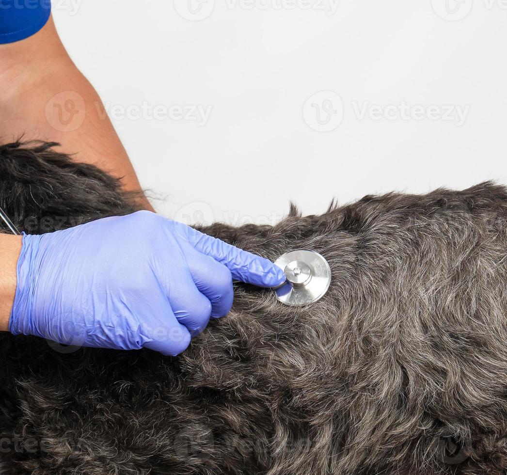 dierenarts in een blauw uniform bugs de hartslag van een zwart pluizig hond foto