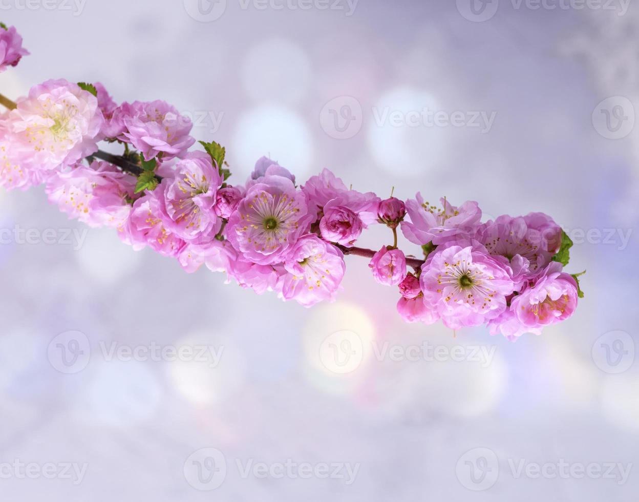 takken met roze bloemen Louiseania triloba foto