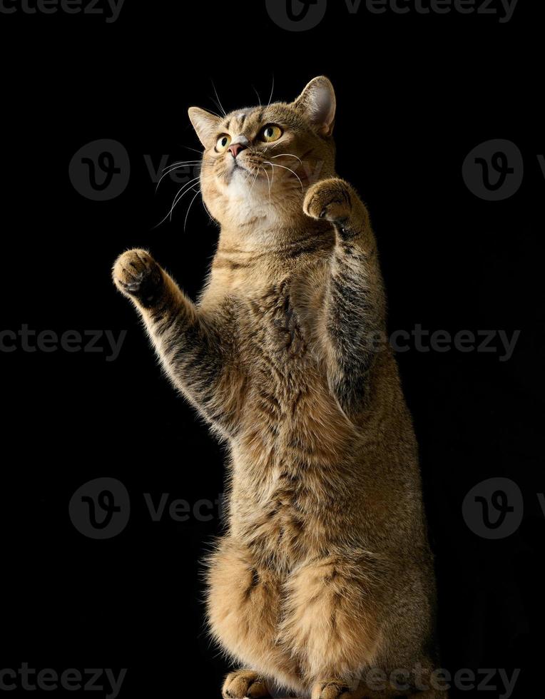 een volwassen grijs kat Schots Rechtdoor chinchilla staat Aan haar achter poten. zwart achtergrond foto