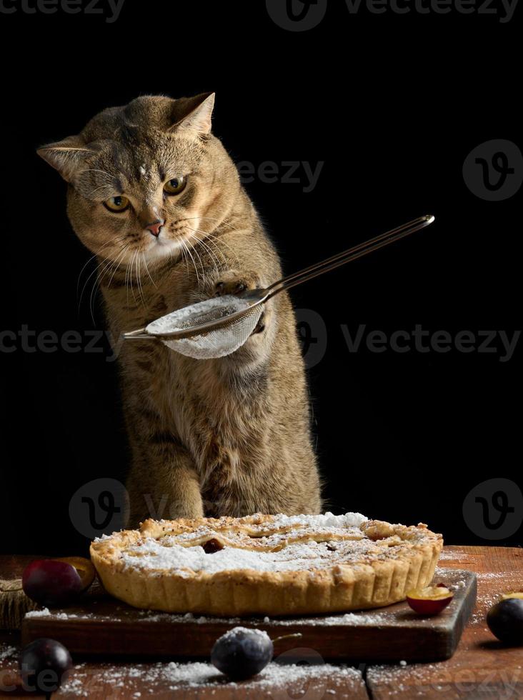 volwassen Schots Rechtdoor kat houdt een zeef met gepoederd suiker en hagelslag een Pruim taart Aan een bruin rustiek tafel. grappig dier koken foto